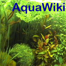 AquaWiki logo